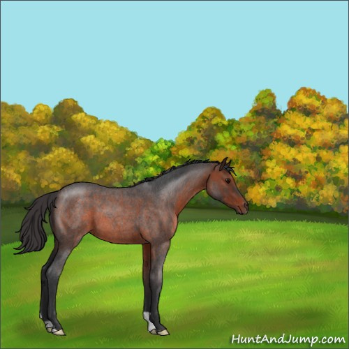 Horse Color:Brown Roan 