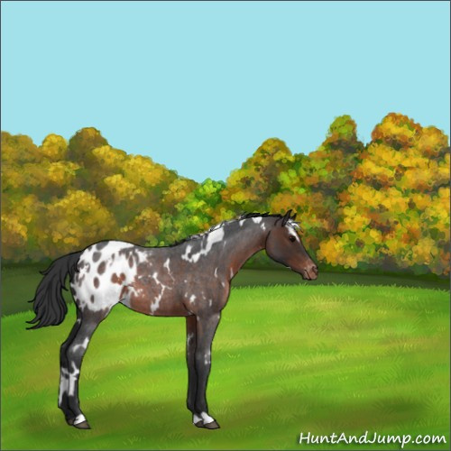 Horse Color:White Spotted Brown Roan Appaloosa 