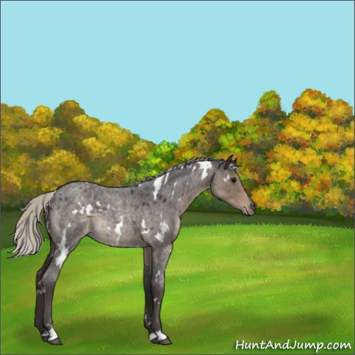 Horse Color:White Spotted Silver Smoky Blue Roan 