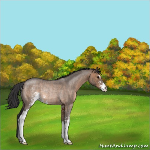 Horse Color:Brown Roan Dun Sabino Rabicano 