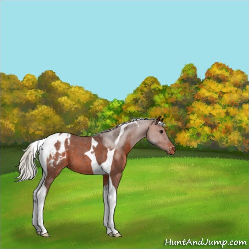 Horse Color:Silver Brown Roan Tobiano Appaloosa 