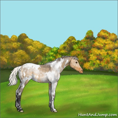 Horse Color:White Spotted Silver Buckskin Roan Dun Appaloosa Rabicano 