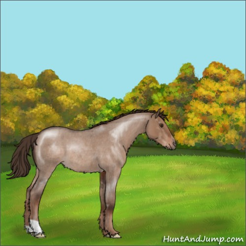 Horse Color:Liver Red Dun Roan Rabicano 