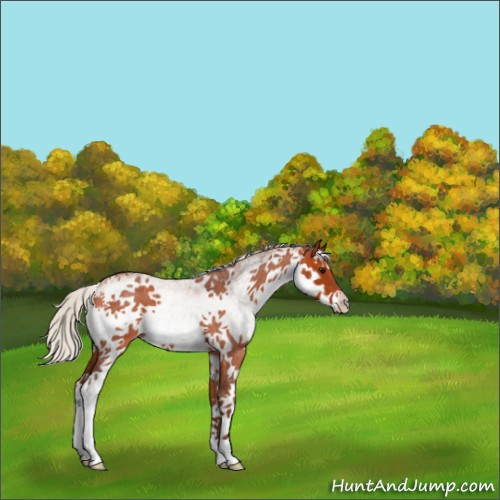 Horse Color:White Spotted Silver Bay Roan 