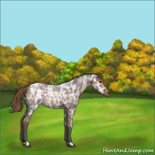 Horse Color:Liver Red Ice Roan Appaloosa Rabicano 