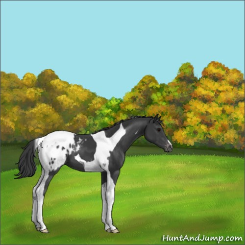 Horse Color:Black Tobiano Appaloosa 