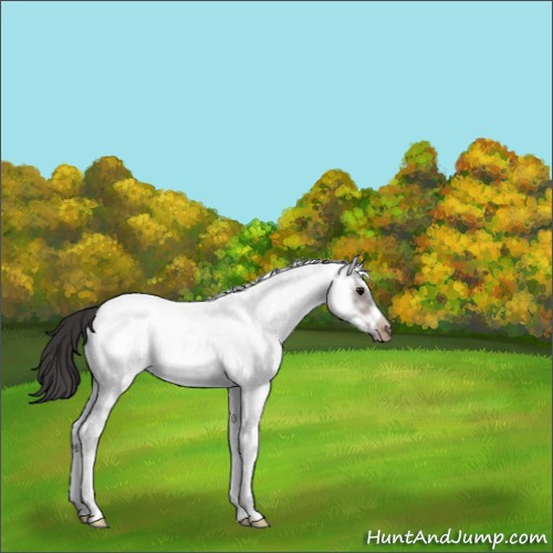 Horse Color:White Spotted Brown Splash Frame Appaloosa 