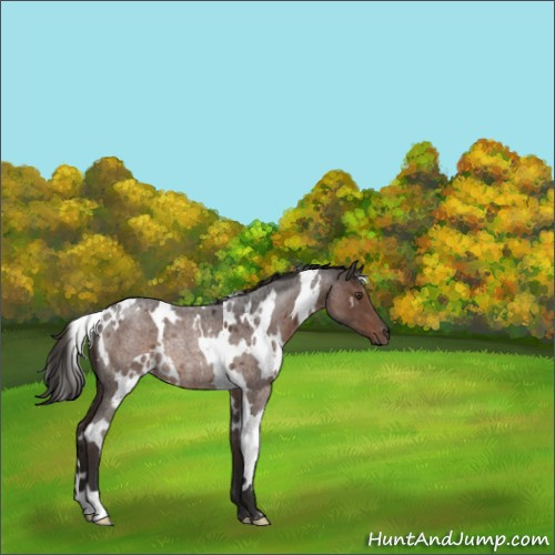 Horse Color:White Spotted Liver Red Roan Rabicano 