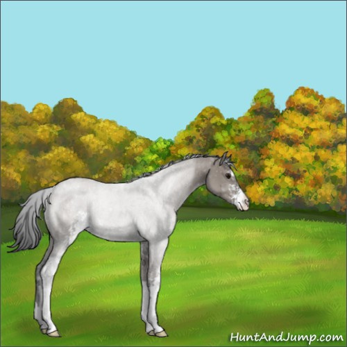 Horse Color:Grullo Roan Sabino Rabicano 