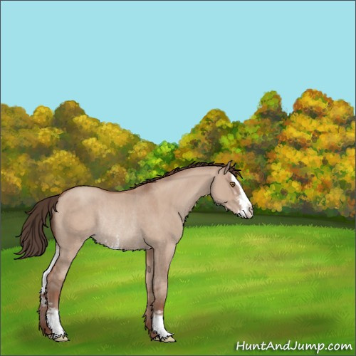 Horse Color:Classic Champagne Dun Sabino Rabicano 