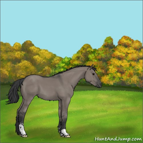 Horse Color:Grullo Sabino 