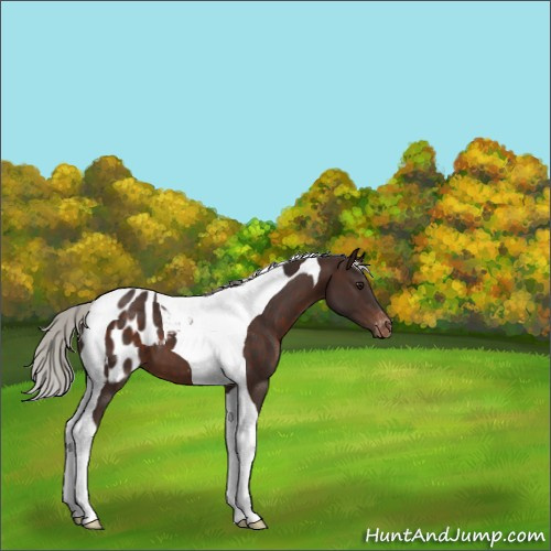 Horse Color:Silver Brown Tobiano Appaloosa 