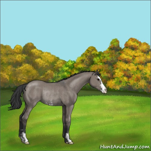 Horse Color:Grullo Sabino Rabicano 