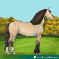 Horse Color:Buckskin Dun 
