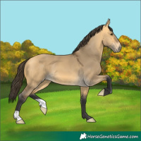 Horse Color:Buckskin Dun 
