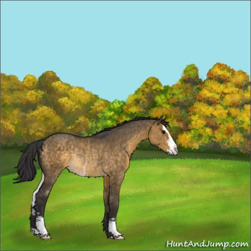 Horse Color:Buckskin Dun Sabino Rabicano 