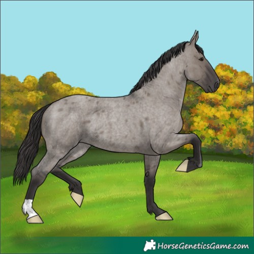 Horse Color:Smoky Grullo Roan 