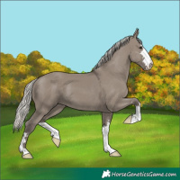 Horse Color:Silver Smoky Grullo 