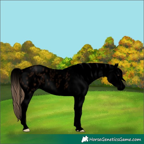 Horse Color:Void Red Roan Appaloosa 