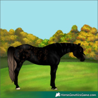 Horse Color:Void Red Roan Appaloosa