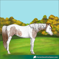 Horse Color:Red Roan Splash Tobiano 