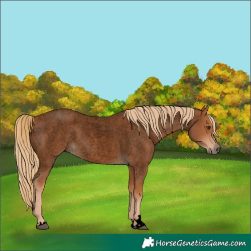 Horse Color:Void Red Roan 