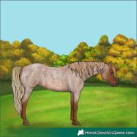 Horse Color:Red Roan 