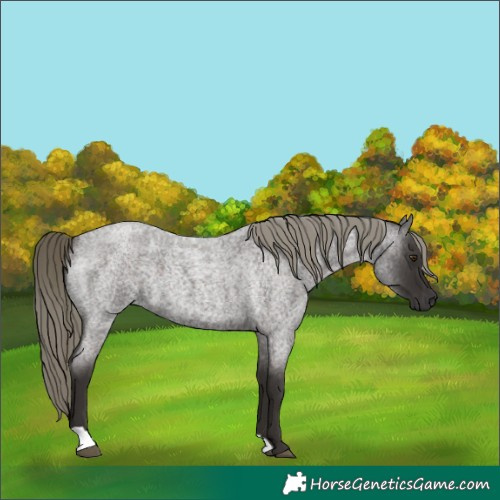 Horse Color:Liver Red Roan Mushroom