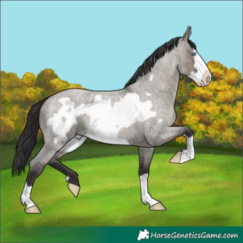 Horse Color:Smoky Grullo Roan Frame 
