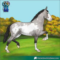 Horse Color:Smoky Grullo Roan Frame