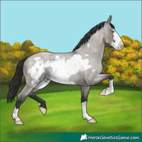 Horse Color:Smoky Grullo Roan Frame 