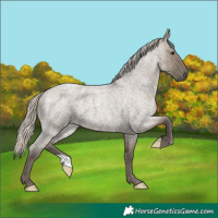 Horse Color:Silver Smoky Grullo Roan Brindle