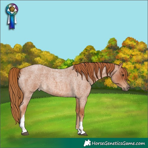 Horse Color:Red Roan Tobiano 