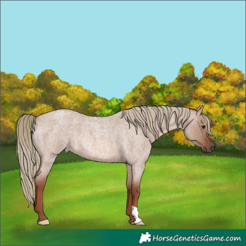 Horse Color:Red Dun Roan Mushroom 