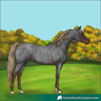 Horse Color:Liver Red Roan 