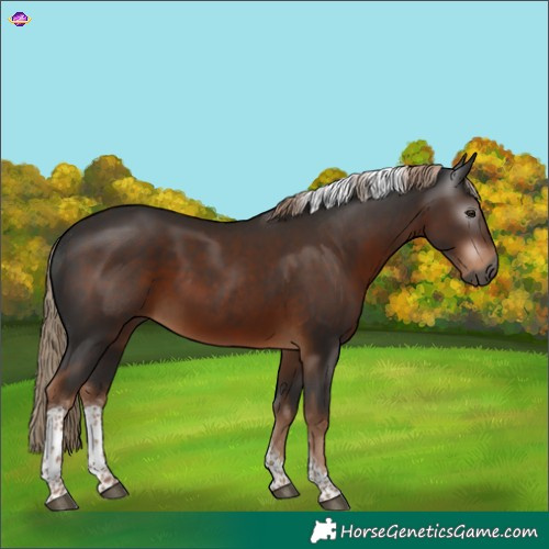 Horse Color:Gray Liver Chestnut Tobiano