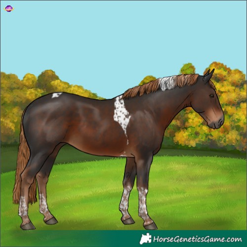Horse Color:Gray Liver Chestnut Tobiano 