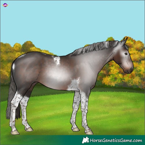 Horse Color:Gray Liver Chestnut Tobiano 