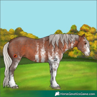 Horse Color:White Spotted Silver Brown