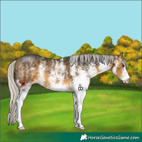 Horse Color:White Spotted Silver Buckskin