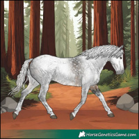 Horse Color:Gray White Spotted Silver Smoky Black