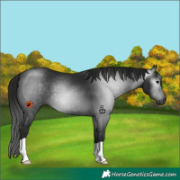 Horse Color:Gray Black