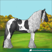 Horse Color:Black Tobiano 
