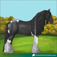 Horse Color:Black Tobiano 