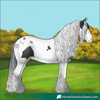 Horse Color:Black Splash Tobiano