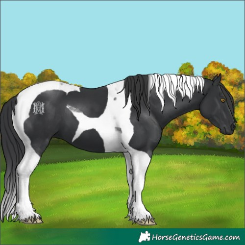 Horse Color:Black Tobiano 
