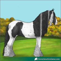 Horse Color:Black Tobiano 