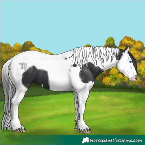 Horse Color:Black Splash Tobiano 