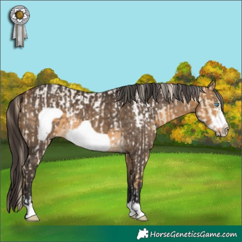Horse Color:Palomino Roan Dun Frame  and Buckskin Frame Rabicano 