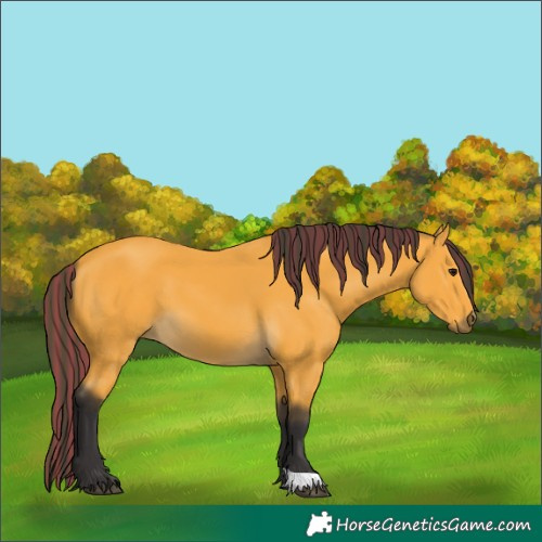 Horse Color:Painted Buckskin 